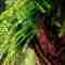 j Aqua Design - Projeto - Deep Forest